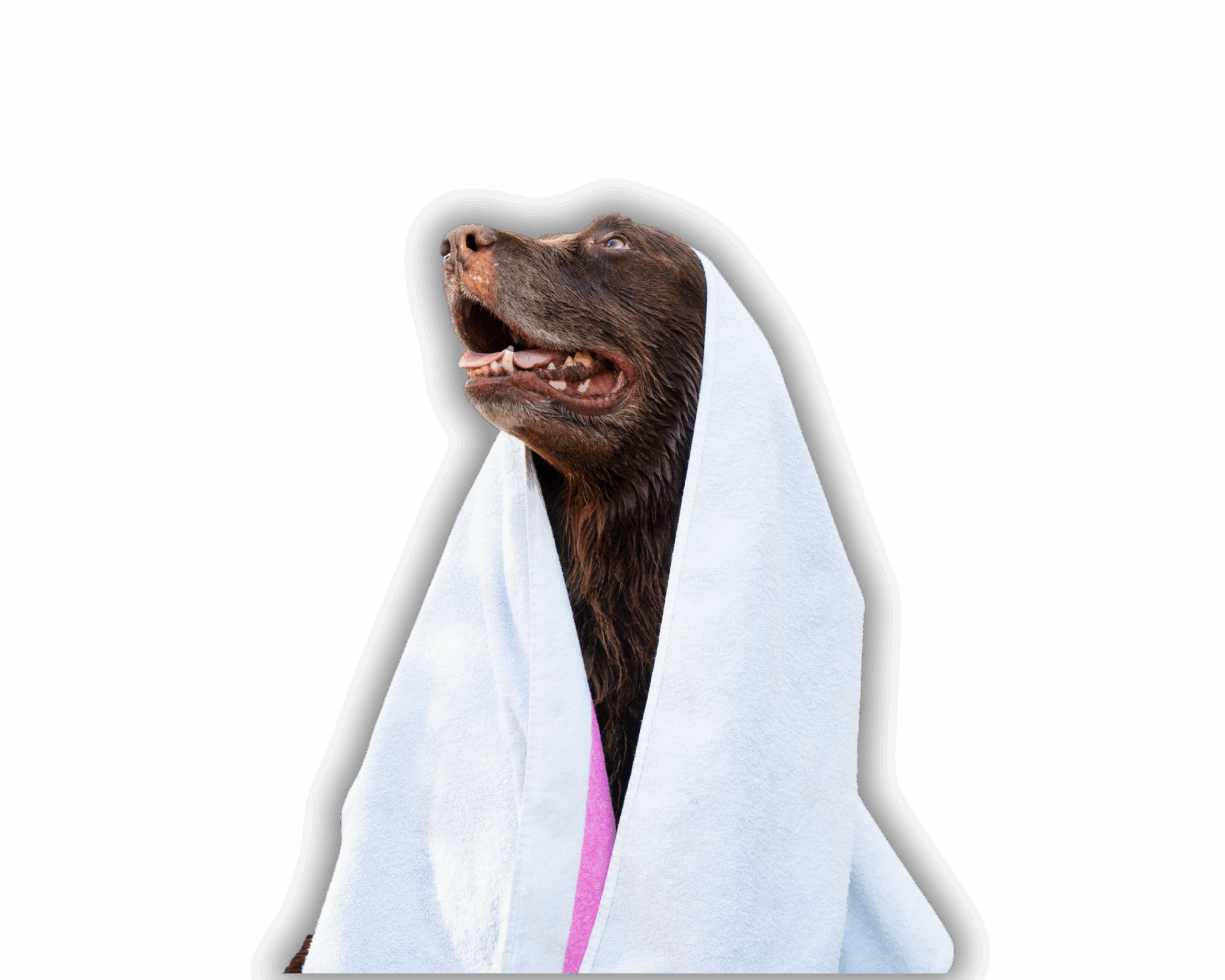 chocolate lab under towel