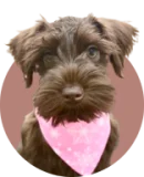 dog 1