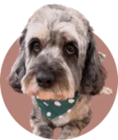 dog 2