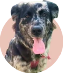 dog 3