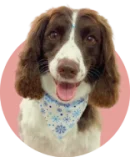 dog 4