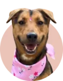 dog 5