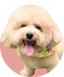 dog 6